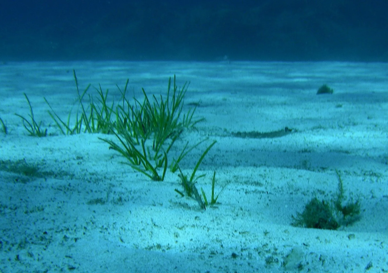 Fondale sabbioso chiaro con ciuffi verdi di posidonia oceanica fotografati sott'acqua alle Piscine di Molara