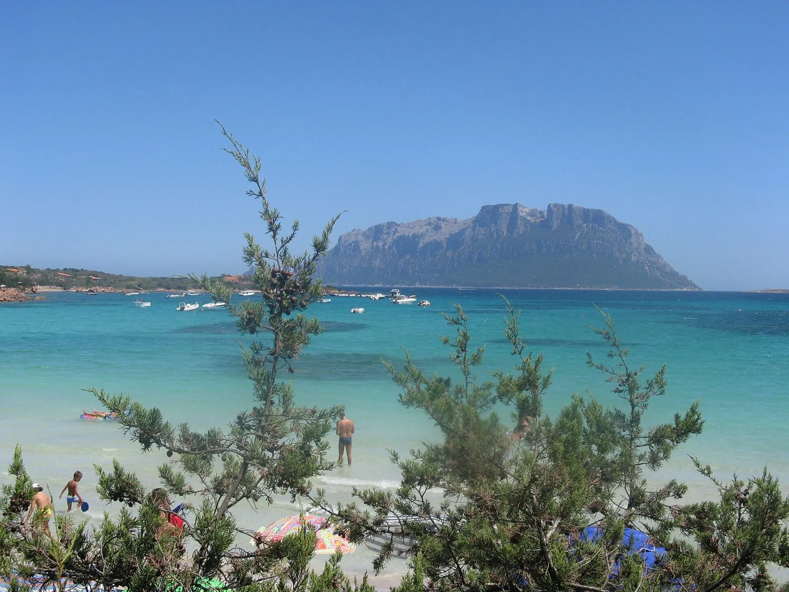 La spiaggia di Porto Istana con acqua turchese, rami di ginepro in primo piano e l'isola di Tavolara sullo sfondo